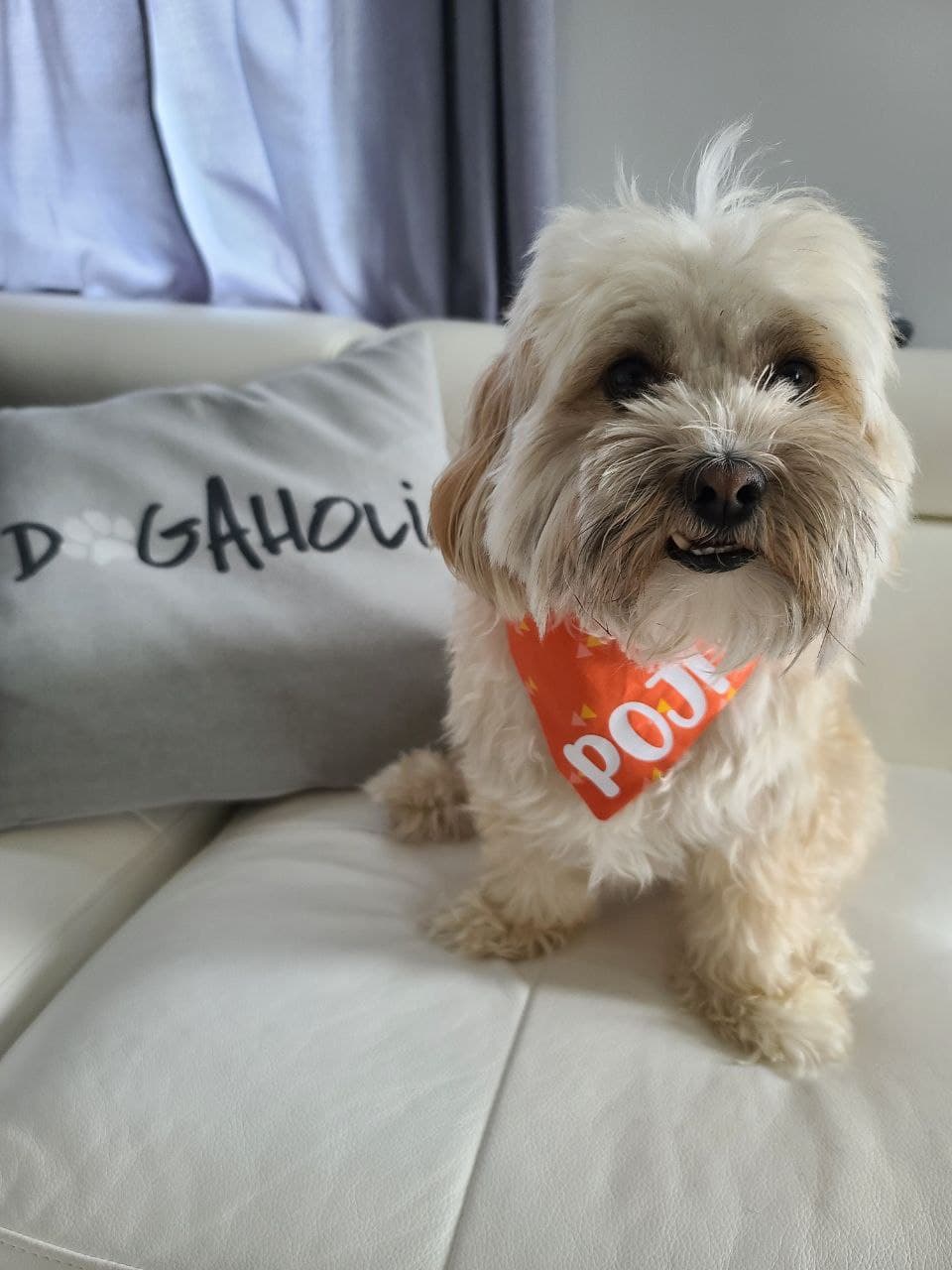 Pawsh Bandana by J&J | 794 Rd 64 N, Winnipeg, MB R2X 1N4, Canada | Phone: (204) 599-4778