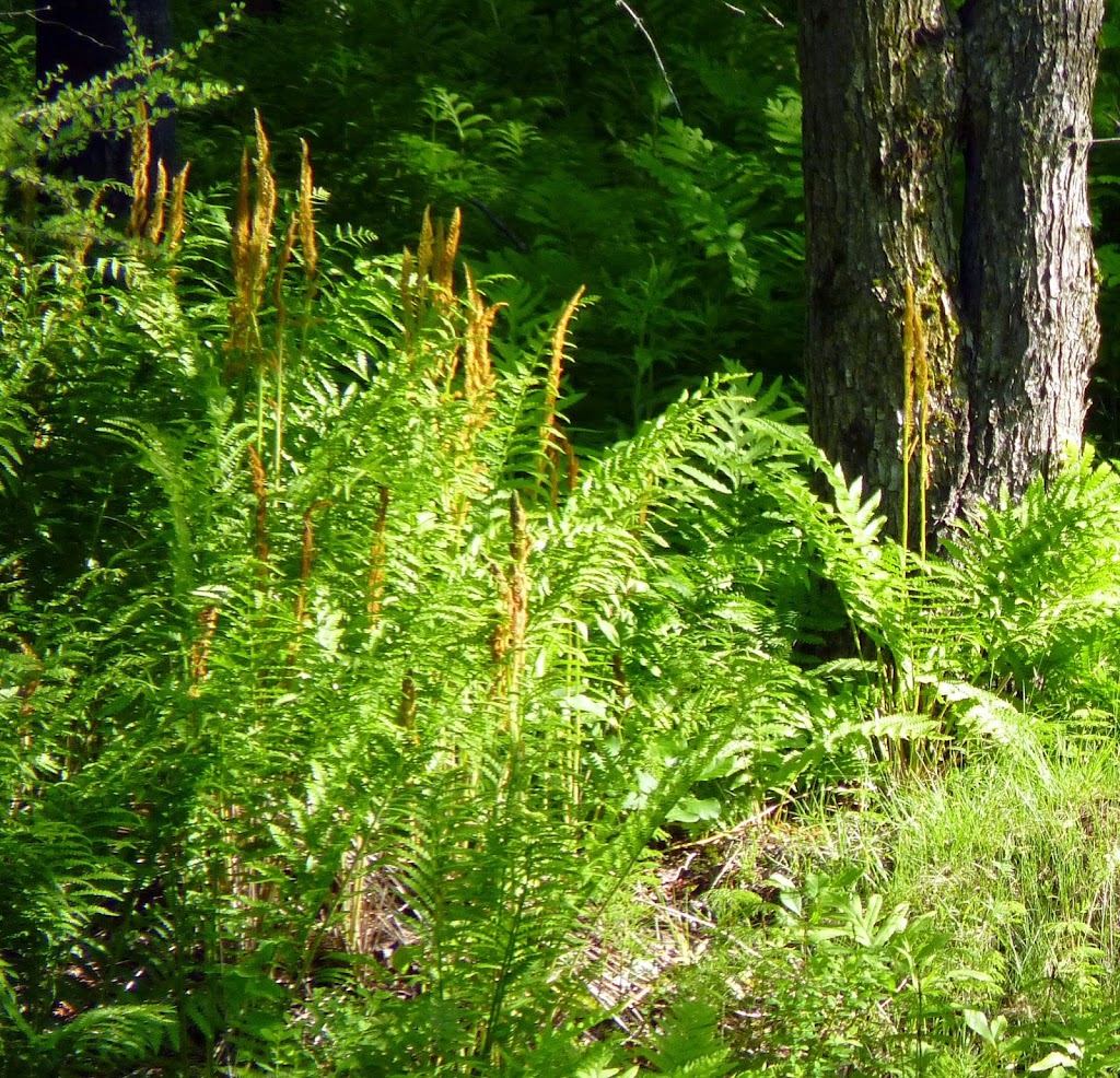 Groupement forestier coopératif St-François | 345 Rue du Parc Industriel, Windsor, QC J1S 3A7, Canada | Phone: (819) 845-3266