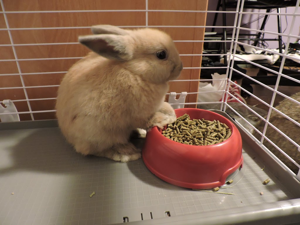 Beechwood Animal Hospital | 266 Beechwood Ave, Vanier, ON K1L 8A6, Canada | Phone: (613) 748-9820