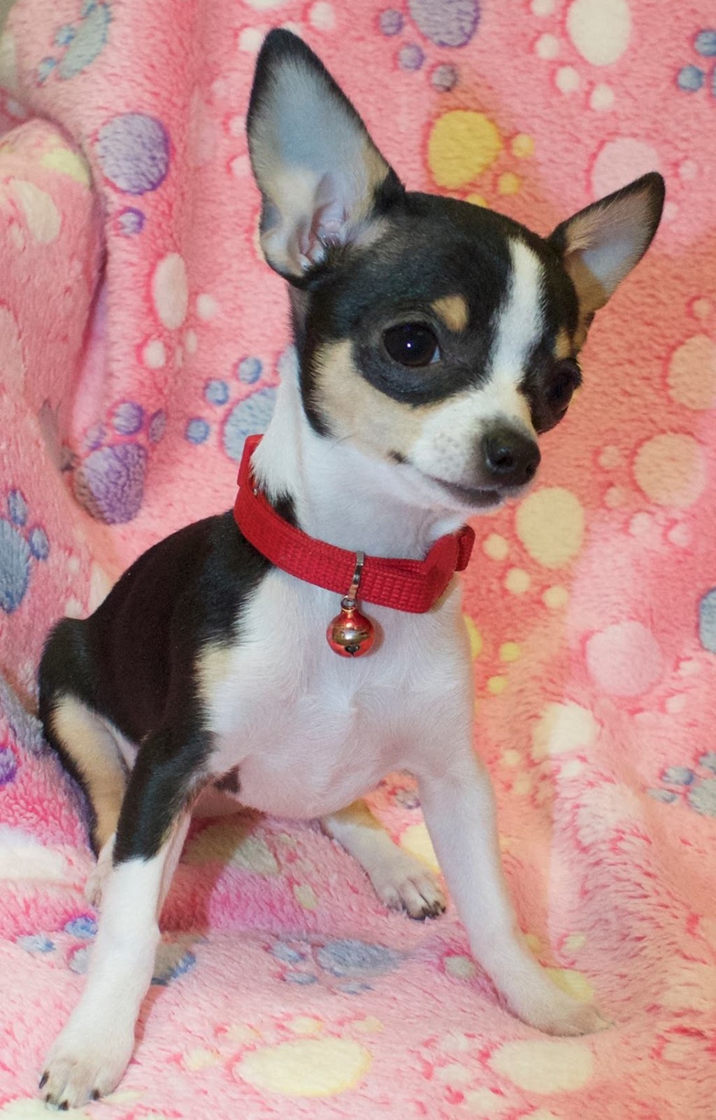 Barrhead Veterinary Clinic | 60006 RR 34, Barrhead, AB T7N 1N2, Canada | Phone: (780) 674-5335