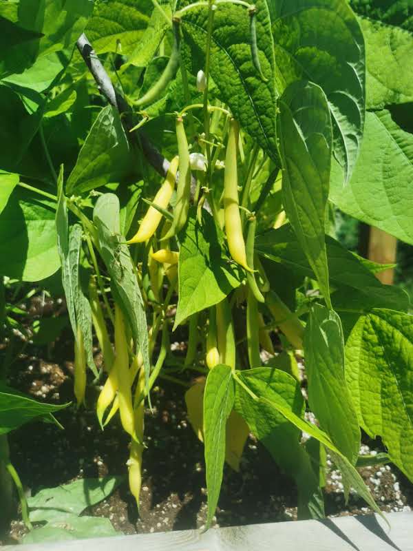 TREC Community Garden | 575 Taylor Rd, Breadalbane, PE C0A 1E0, Canada | Phone: (902) 916-7279