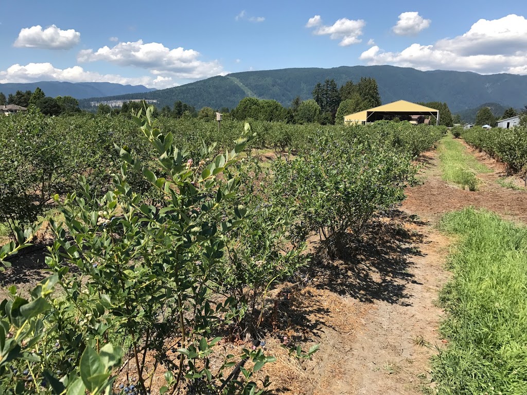 MacDonalds Blueberry Farm | 19054 McQuarrie Rd, Pitt Meadows, BC V3Y 1Z1, Canada | Phone: (604) 465-4427