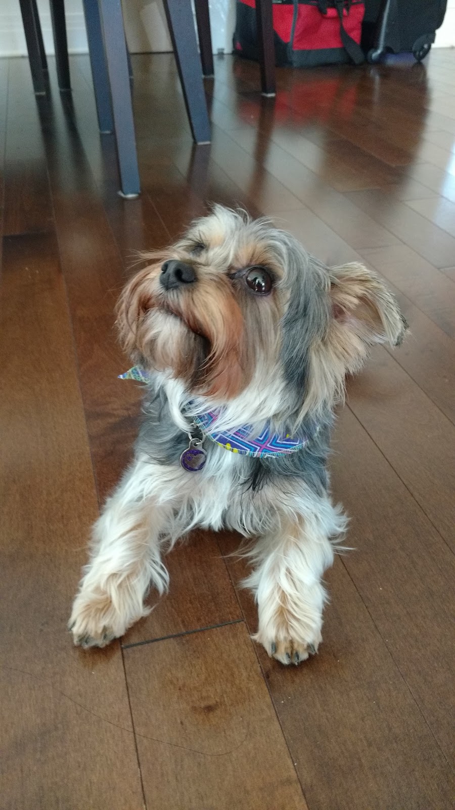 Leals Dog Training & Boarding | 3000 Mnt Saint-François, Laval, QC H7E 4P2, Canada | Phone: (514) 244-6304
