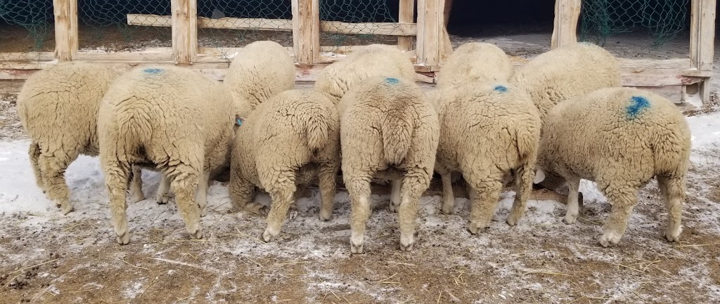 Anderson Family Sheep Ranch | 265041 Range Rd 274, ROCKY VIEW COUNTY, AB T4A 3J6, Canada | Phone: (403) 585-4887