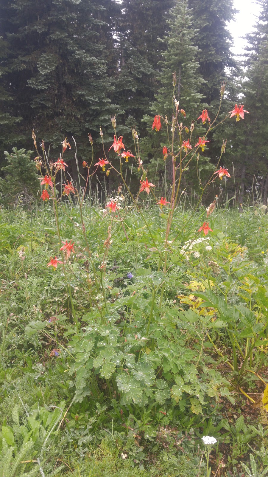 Liumchen Ecological Reserve | Rosedale, BC V0X 1X0, Canada | Phone: (800) 689-9025
