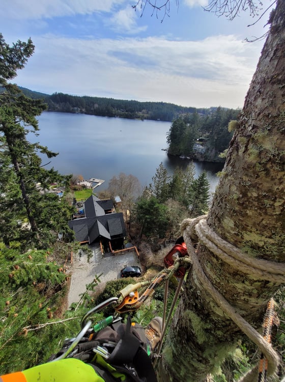 Clark Tree Care | 7032 Raven Bay Rd, Van Anda, BC V0N 3K0, Canada | Phone: (250) 650-2820