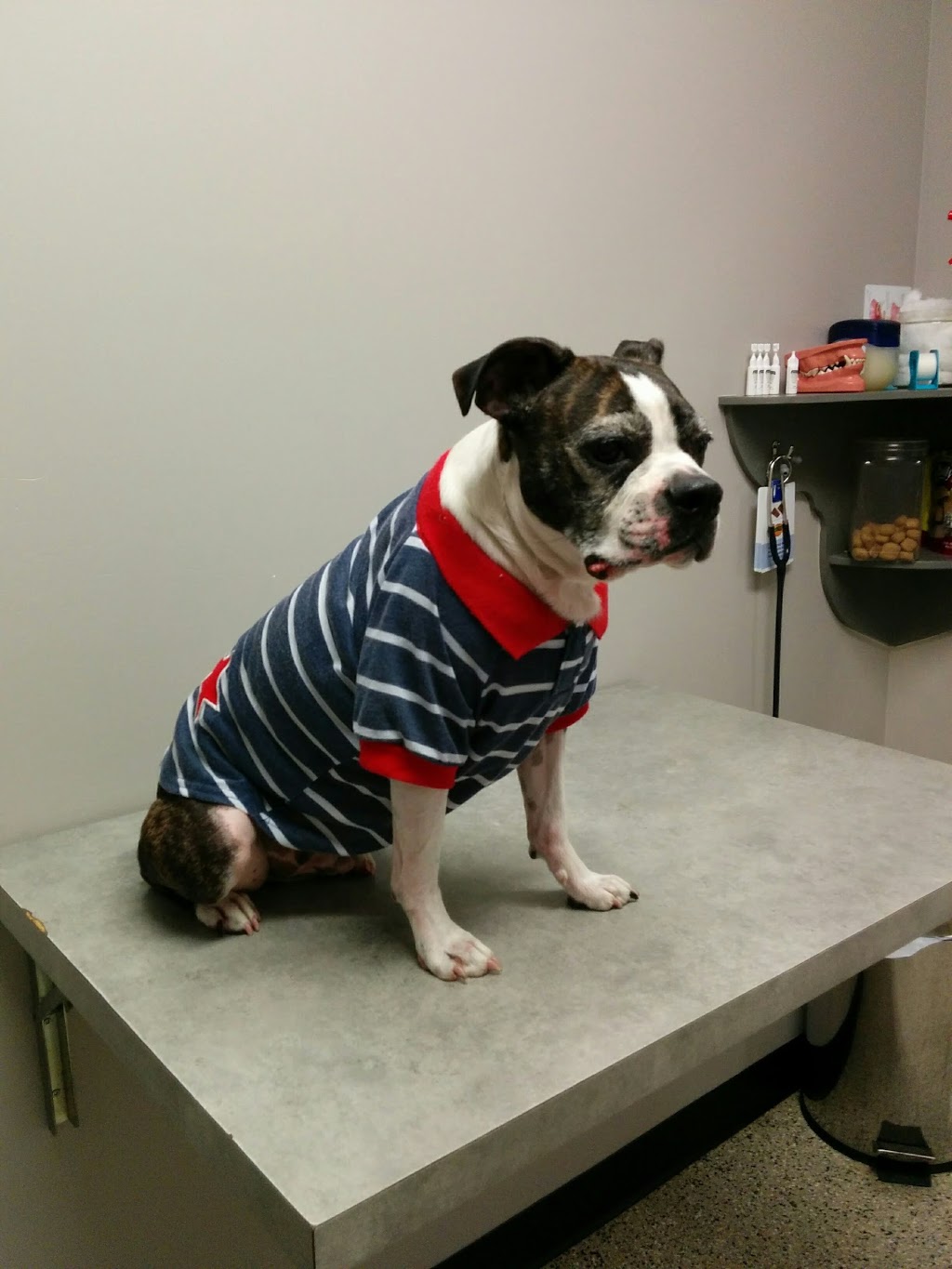 Aylmer Veterinary Clinic | 421 Talbot St W, Aylmer, ON N5H 1K8, Canada | Phone: (519) 773-3911