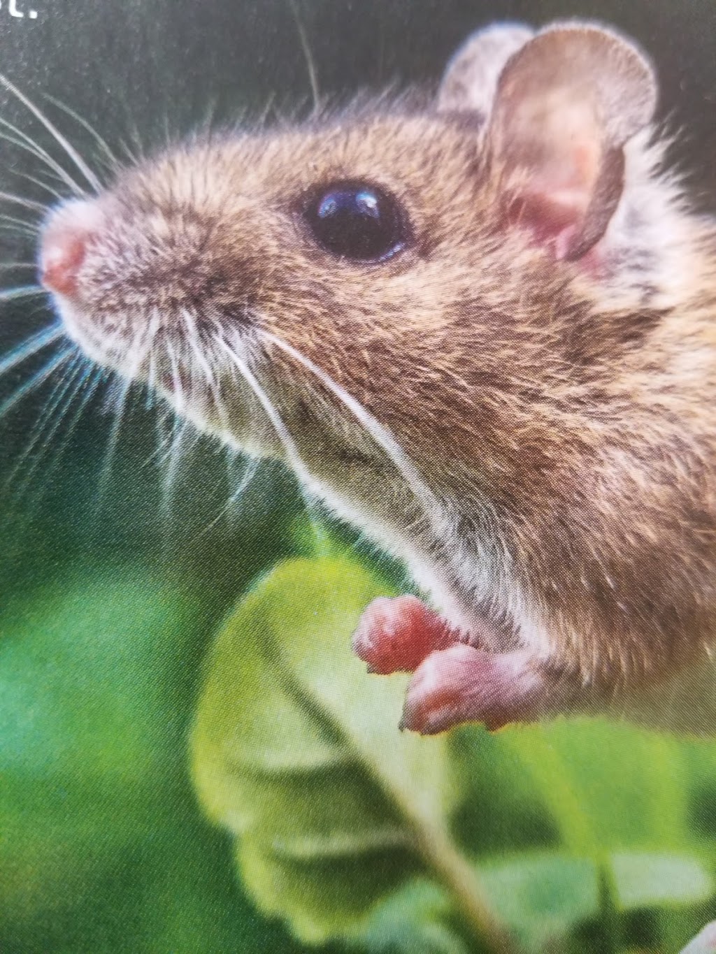 Ensure Pest Control Inc. | 2247 Hurontario St, Mississauga, ON L5A 2G2, Canada | Phone: (647) 961-7426