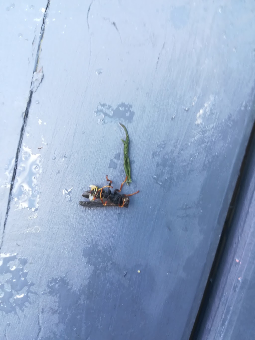Pestisect Pest Control | 10 Roehampton Crescent, Brampton, ON L6Y 2R4, Canada | Phone: (647) 924-2753