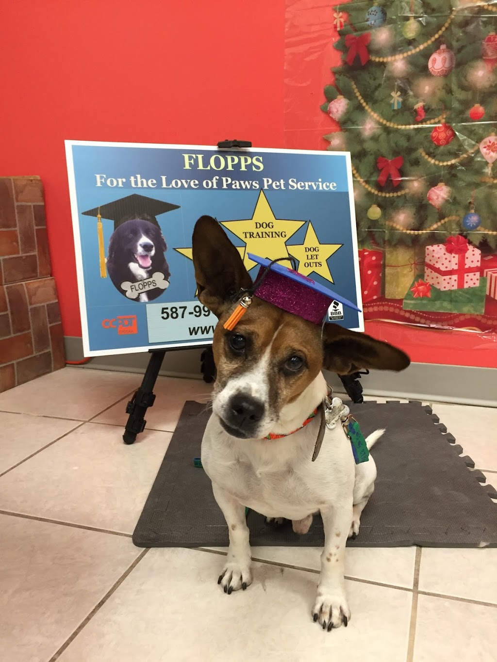 For The Love of Paws Pet Service | 9130 23 Ave NW, Edmonton, AB T6N 1H9, Canada | Phone: (587) 991-3647