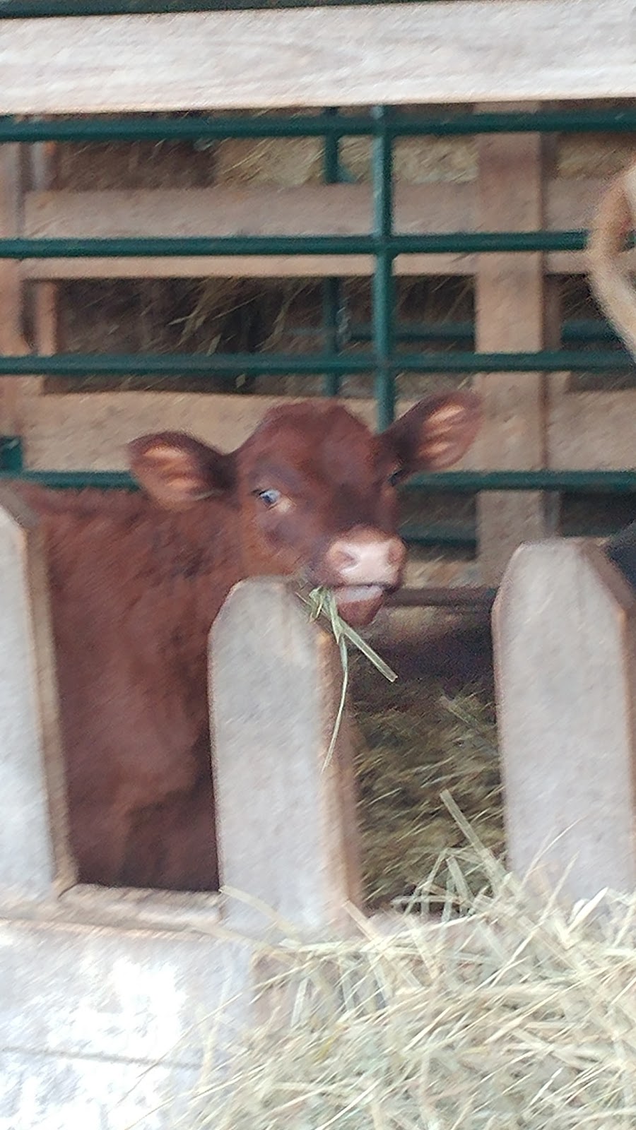 Bunnett Green Meadows Farm | 4663 Route 880, 4663 NB-880, Havelock, NB E4Z 5L2, Canada | Phone: (506) 534-2262