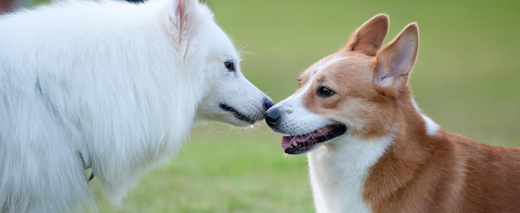 Animal Emergency Hospital | 7644 50 Ave, Red Deer, AB T4P 2A8, Canada | Phone: (403) 347-3277