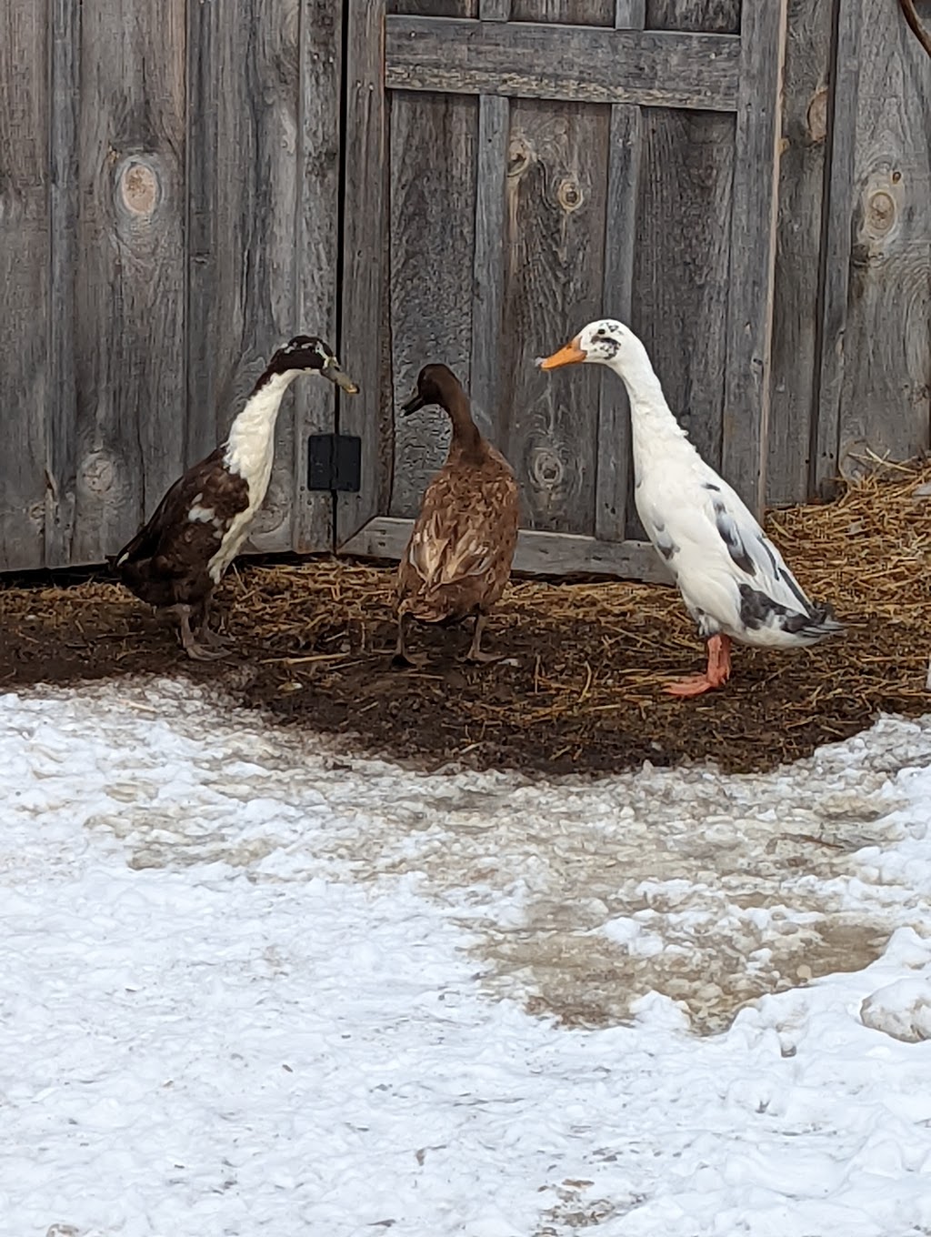 Mimosa Springs Alpacas | 5891 Fourth Line, Erin, ON N0B 1Z0, Canada | Phone: (416) 629-9428