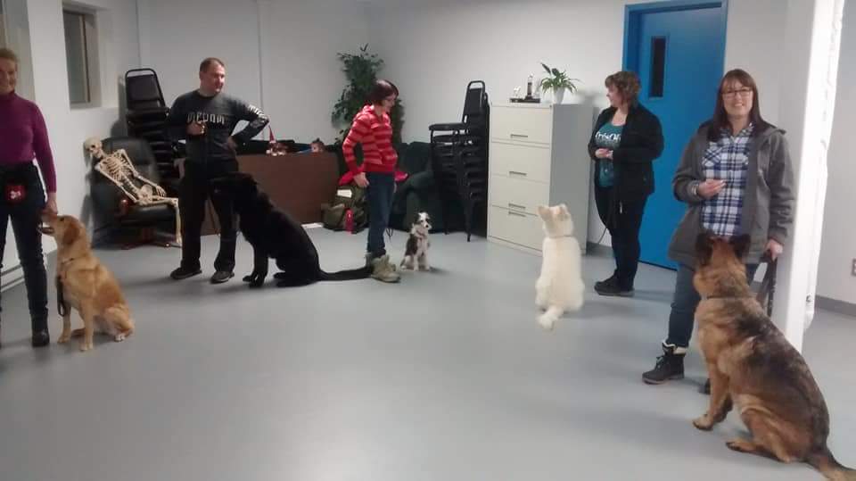 Educateur Canin Québec | 1465 Rue Hérelle, Québec, QC G3J 1L3, Canada | Phone: (418) 570-5744