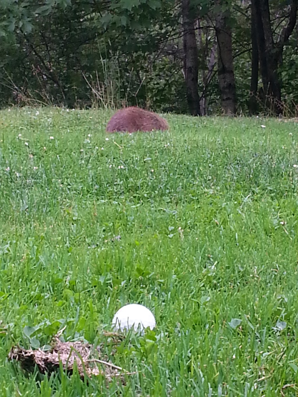 Golf Mt William | 571 Mt William Rd, Westville, NS B0K 2A0, Canada | Phone: (902) 396-1050