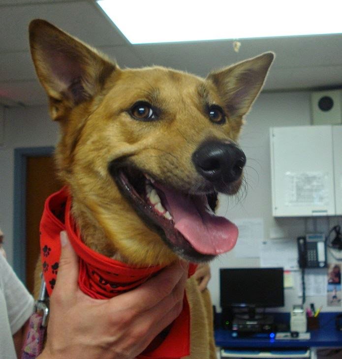 Canadian Animal Blood Bank | 2055 Notre Dame Ave, Winnipeg, MB R3H 0J9, Canada | Phone: (204) 632-2586