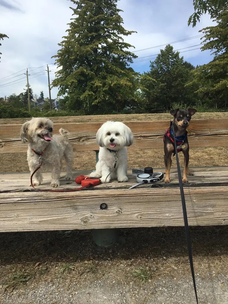 Happy Stays In-Home Dog Boarding | 2515 East Kent Ave N, Vancouver, BC V5S 2H7, Canada | Phone: (604) 506-7476