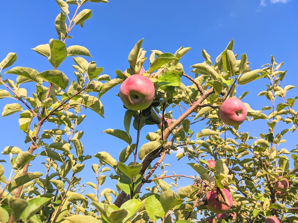 Downeys Apple Farm | 13707 Heart Lake Rd, Inglewood, ON L7C 2K7, Canada | Phone: (905) 838-4777