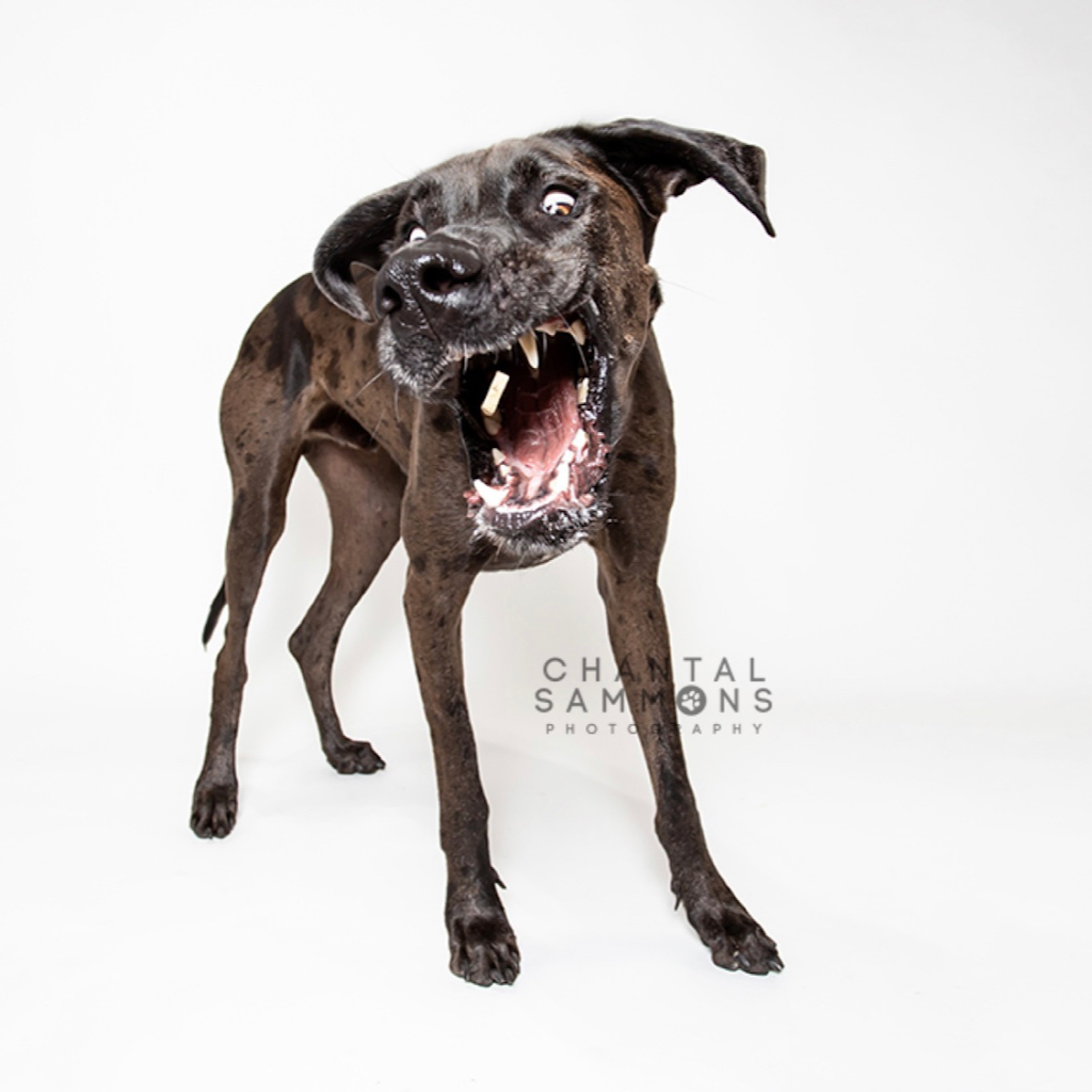 Chantal Sammons Pet Photography | 14 Westfield Dr, Whitby, ON L1P 0E7, Canada | Phone: (647) 269-1818