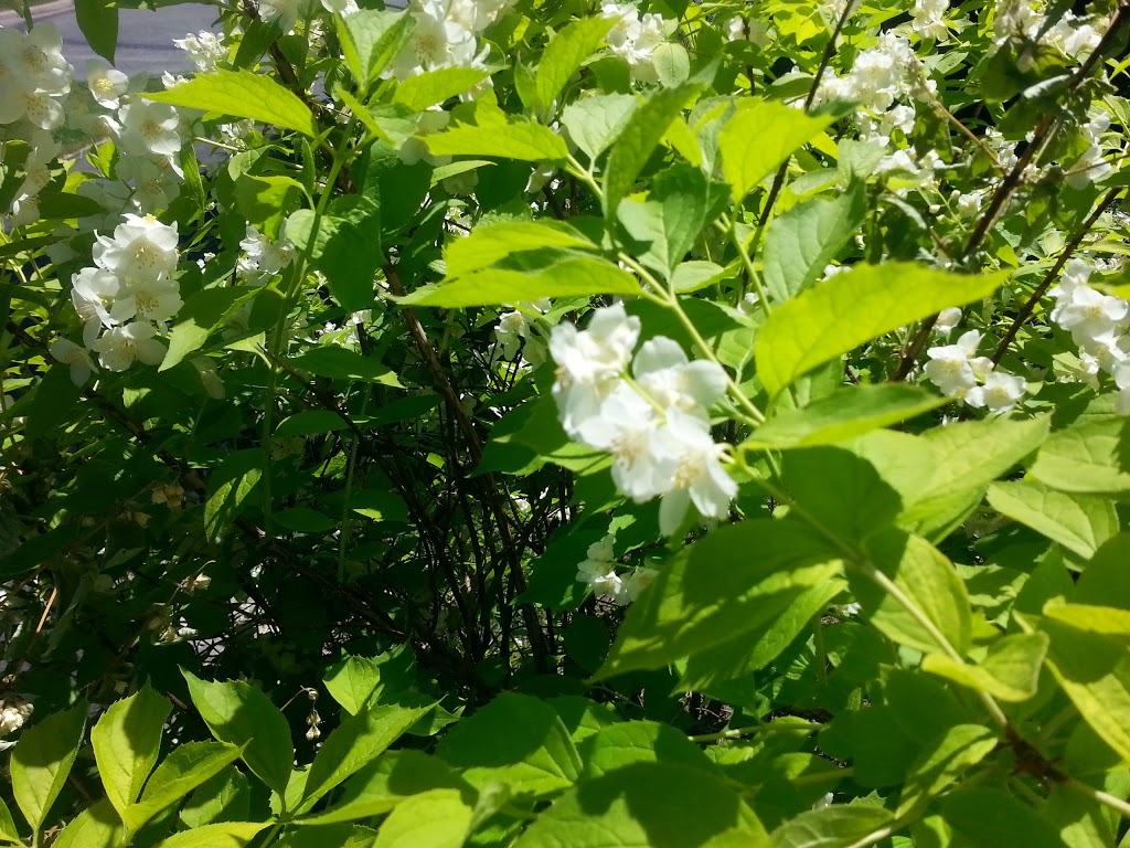 Parc Joseph-Avila-Proulx | Rue Dubuisson, Montréal, QC H9C, Canada