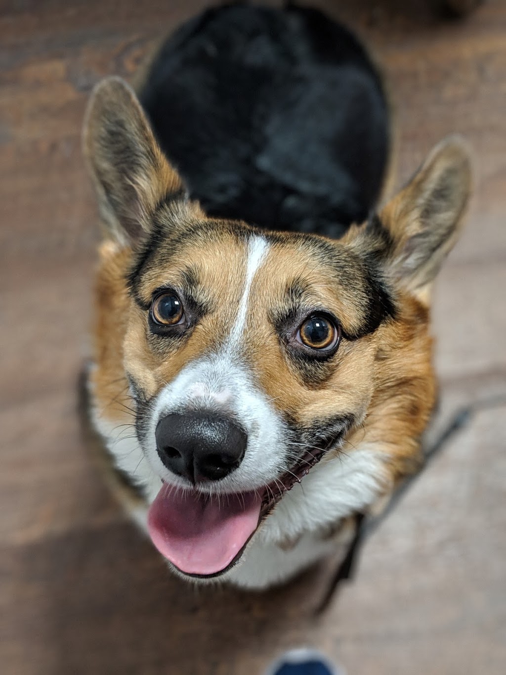Coquitlam Animal Hospital | 1001 Austin Ave #105, Coquitlam, BC V3K 3N9, Canada | Phone: (604) 931-3565