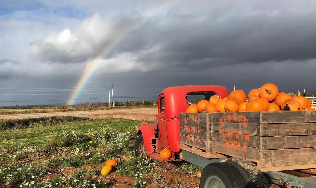 Blakes Pumpkin Jungle | 970 Shore Rd, Debert, NS B0M 1G0, Canada | Phone: (902) 890-2140