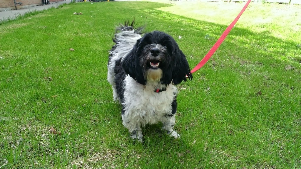 Tansley Woods Veterinary Hospital | 2025 William OConnell Blvd, Burlington, ON L7M 4E4, Canada | Phone: (905) 331-1870