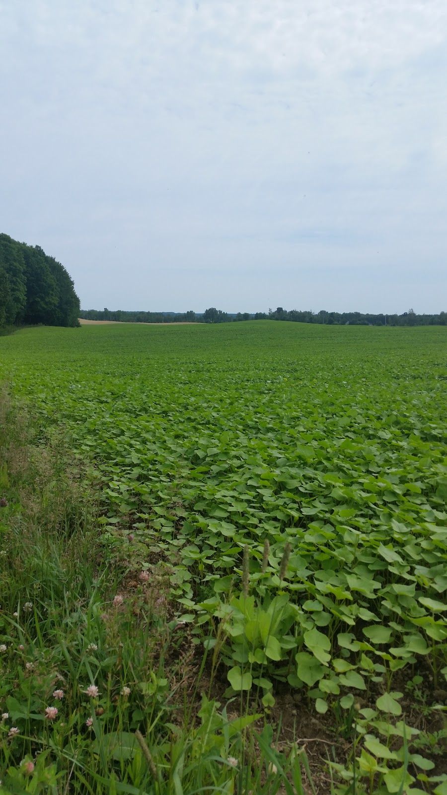 Ferme de la Colline McArthur | 307 Chem. Spooner Pond, Cleveland, QC J0B 2H0, Canada | Phone: (819) 394-2260