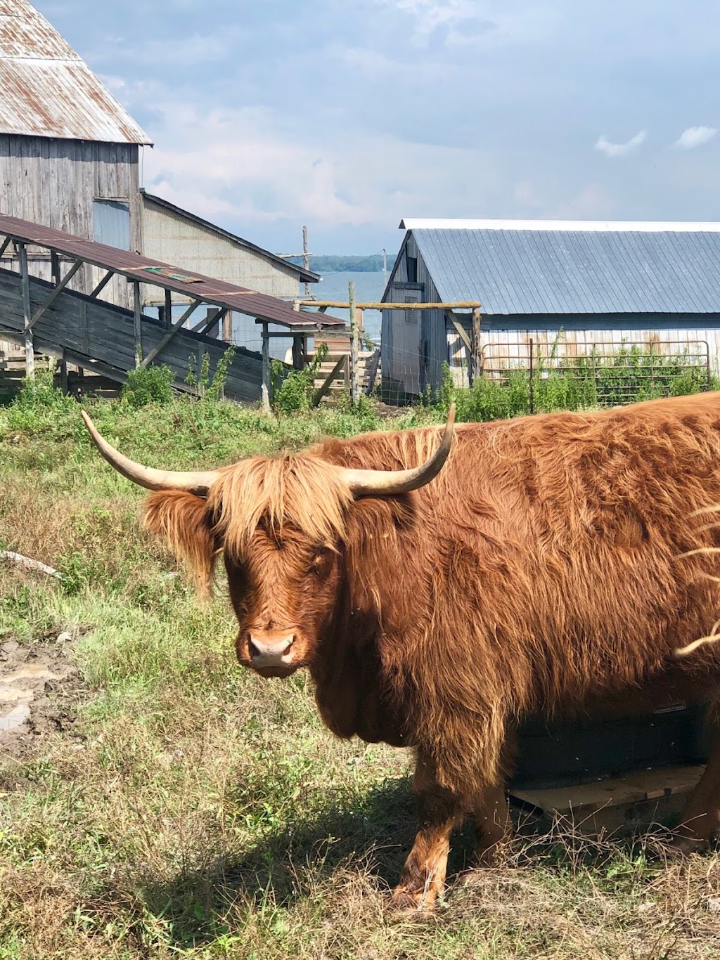 Topsy Farms | 14775 Front Rd, Stella, ON K0H 2S0, Canada | Phone: (613) 389-3444