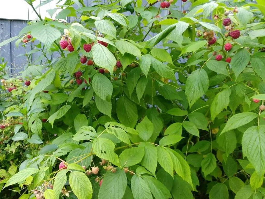 Random Acres Permaculture Farm | Random Acres Rd, Milton, ON N0B 2K0, Canada | Phone: (647) 828-5653