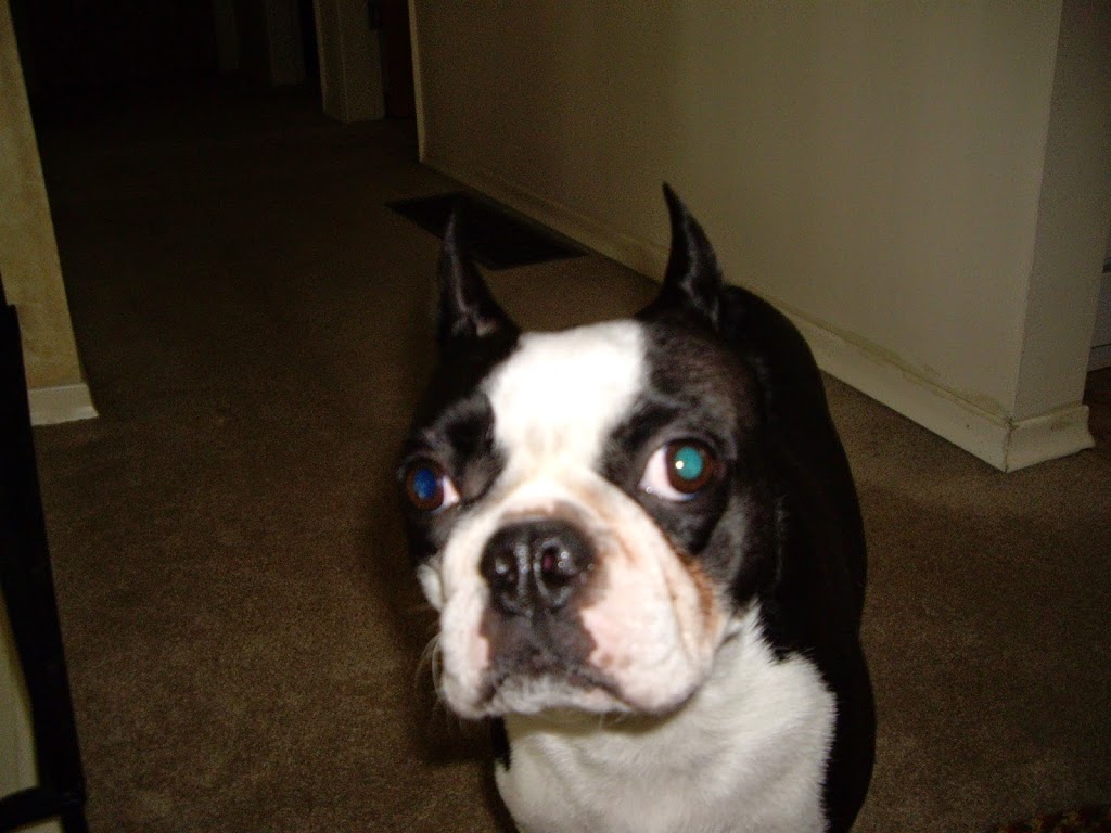 Mrs Dolittles Pet Care | 1013 Sandalwood Ct, Victoria, BC V9C 0E1, Canada | Phone: (250) 213-7266