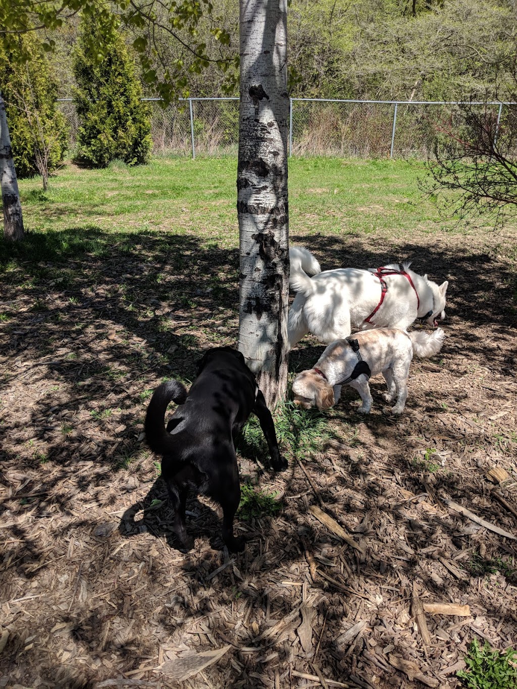 Rougeview Dog Park | 300 Rougeview Ave, Whitchurch-Stouffville, ON L4A 0G5, Canada
