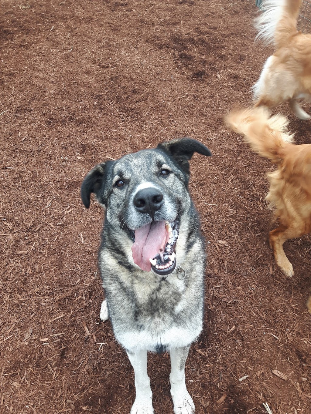 Green Acres Pet Care Centre | 2266 McDermott Rd, Abbotsford, BC V3G 2J7, Canada | Phone: (604) 504-7796