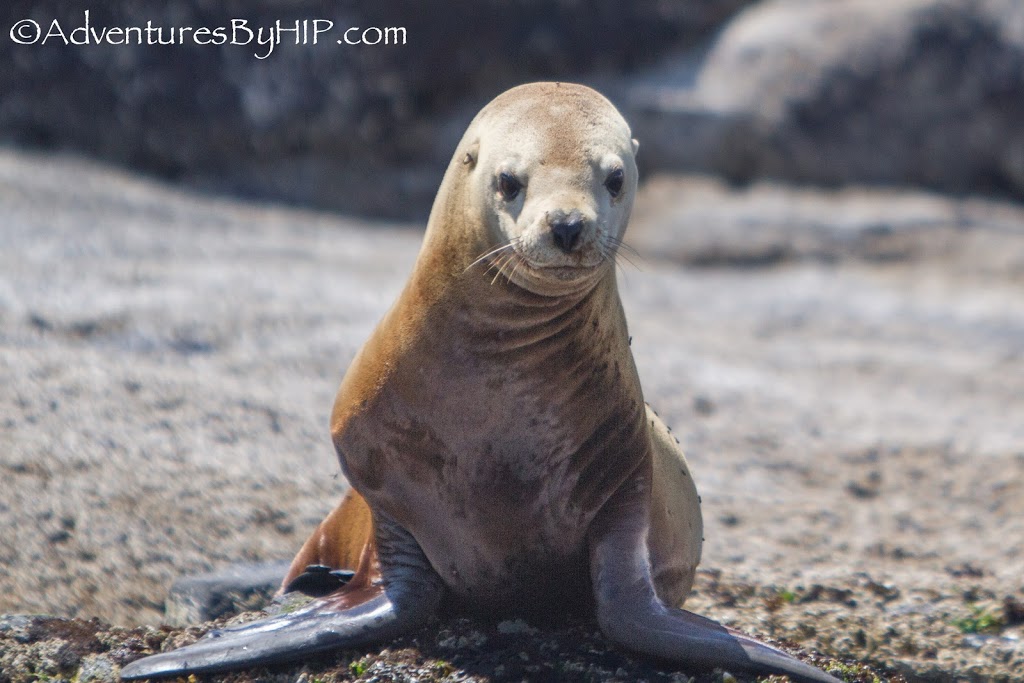 Adventures By HIP | 6971 W Coast Rd, Sooke, BC V9Z 0V1, Canada | Phone: (250) 818-1093