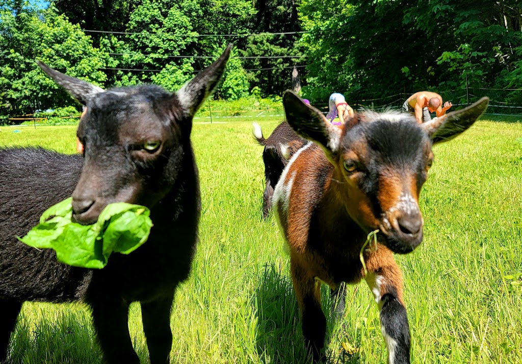 Glacier Valley Farm | 12825 Squamish Valley Rd, Brackendale, BC V0N 1H0, Canada | Phone: (604) 902-5951