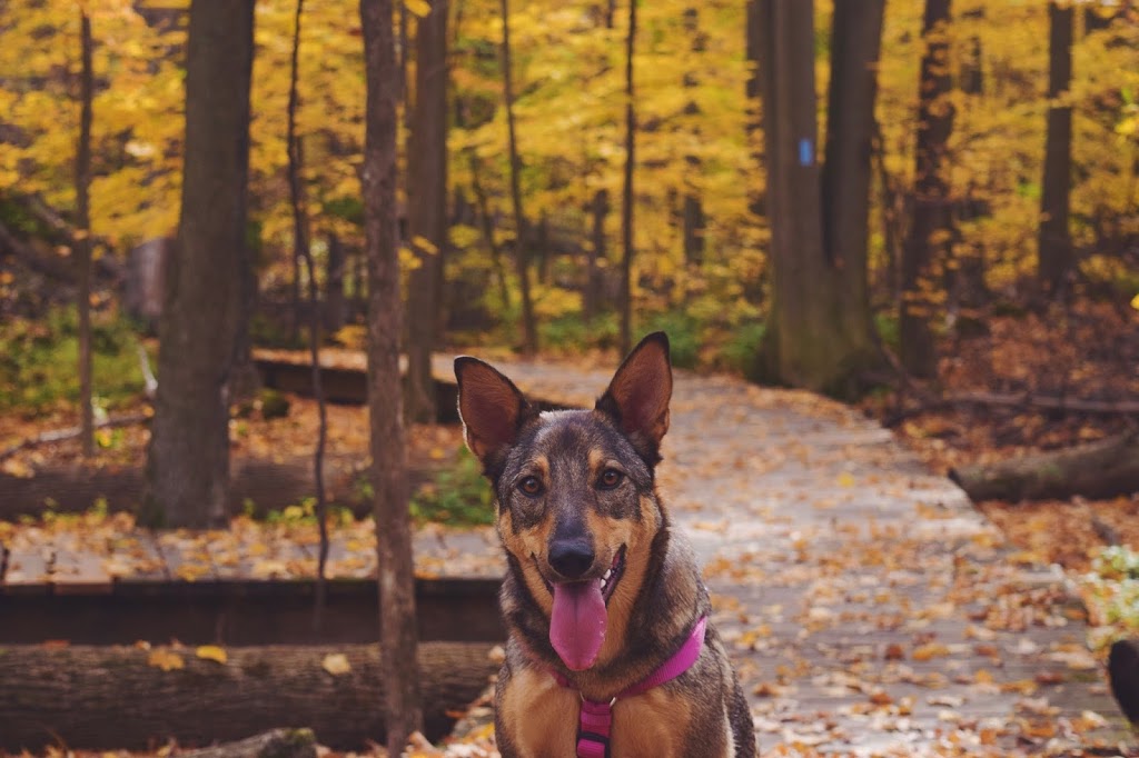 Naturaw Canine Food | 3-32 Howden Rd, Scarborough, ON M1R 3E4, Canada | Phone: (844) 628-8729