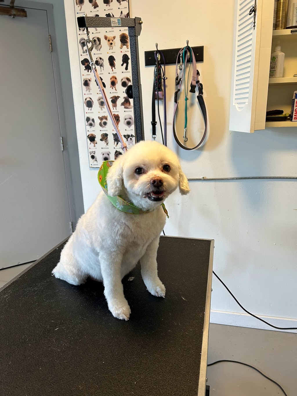 Yvonnes Grooming | 4660 Western Rd, Courtenay, BC V9N 3T2, Canada | Phone: (250) 207-0051
