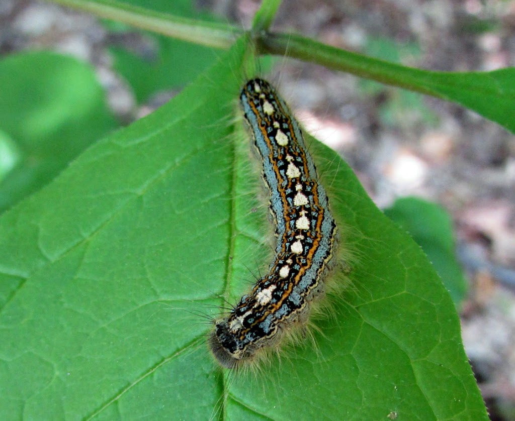 Eco-Choice Pest Control | 1297 Haliburton County Rd 21, Minden, ON K0M 2K0, Canada | Phone: (705) 457-1500