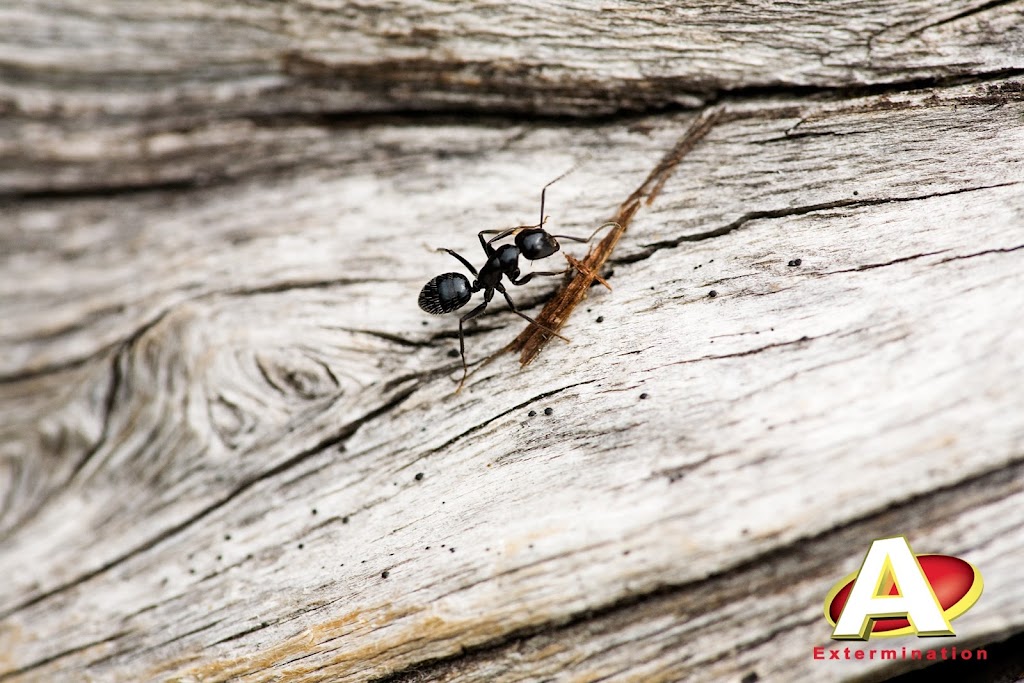A Extermination Sorel | 277 Bd Fiset, Sorel-Tracy, QC J3P 3P9, Canada | Phone: (450) 742-7727