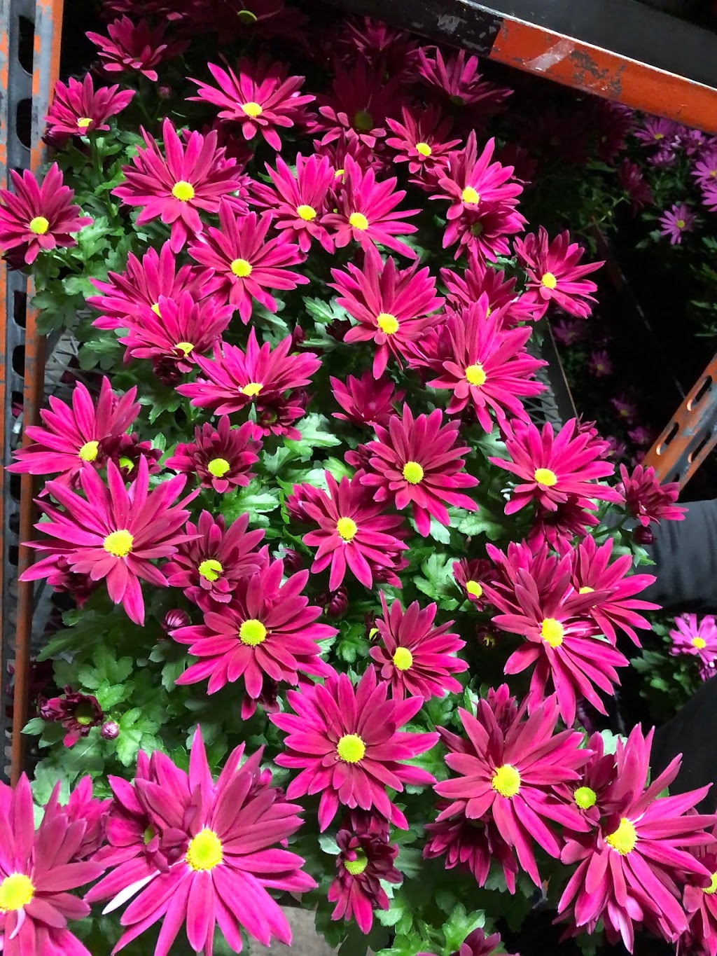 Westland Greenhouse (Jordan) Ltd | 4428 15th St, Jordan Harbour, ON L0R 1S0, Canada | Phone: (905) 562-7022