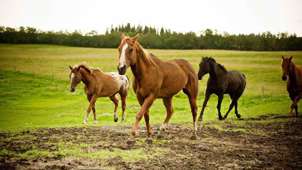 Shooting Star Psychology & Equine Therapy | RR 1 Site 17, Comp 1, Millet, AB T0C 1Z0, Canada | Phone: (780) 652-2606