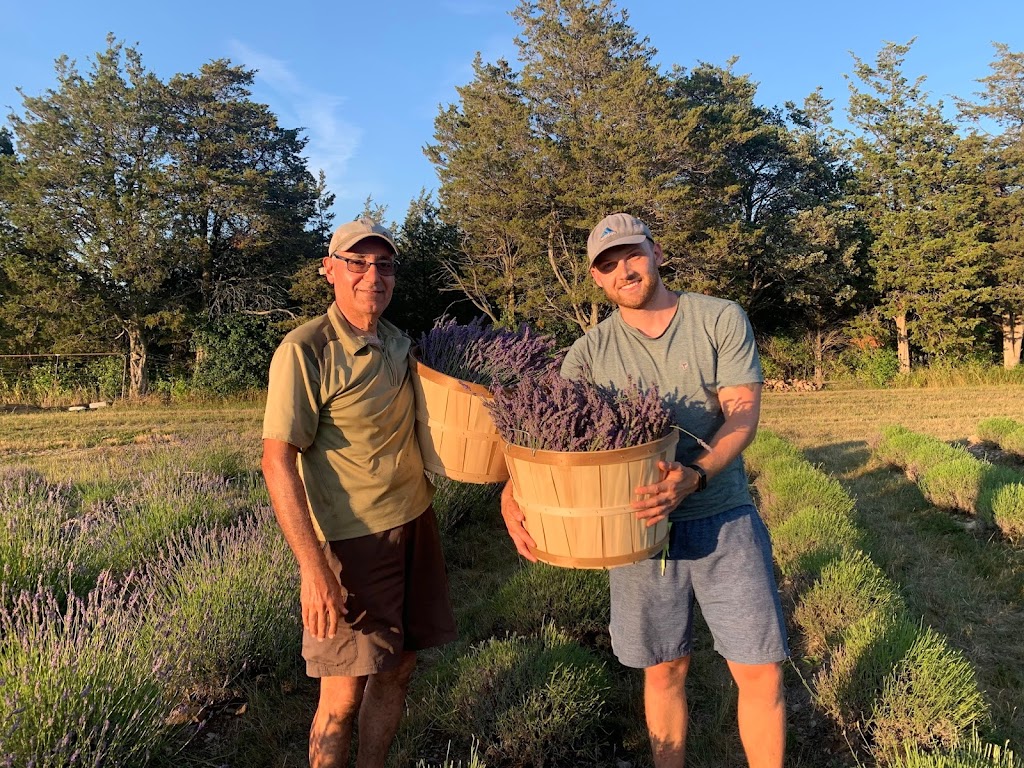 Violet Hill Lavender | 3634 County Rd 8, Picton, ON K0K 2T0, Canada | Phone: (647) 831-3203
