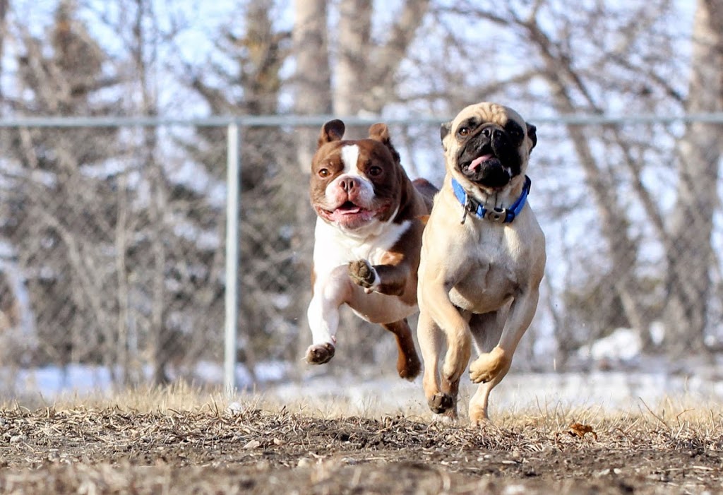 K-Lane Kennels | Box 172, Kronau, SK S0G 2T0, Canada | Phone: (306) 781-2774