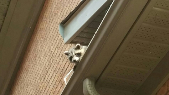 Done Right Pest and Wildlife Control | 1830 Main St W # 201, Hamilton, ON L8S 1H5, Canada | Phone: (905) 981-3663