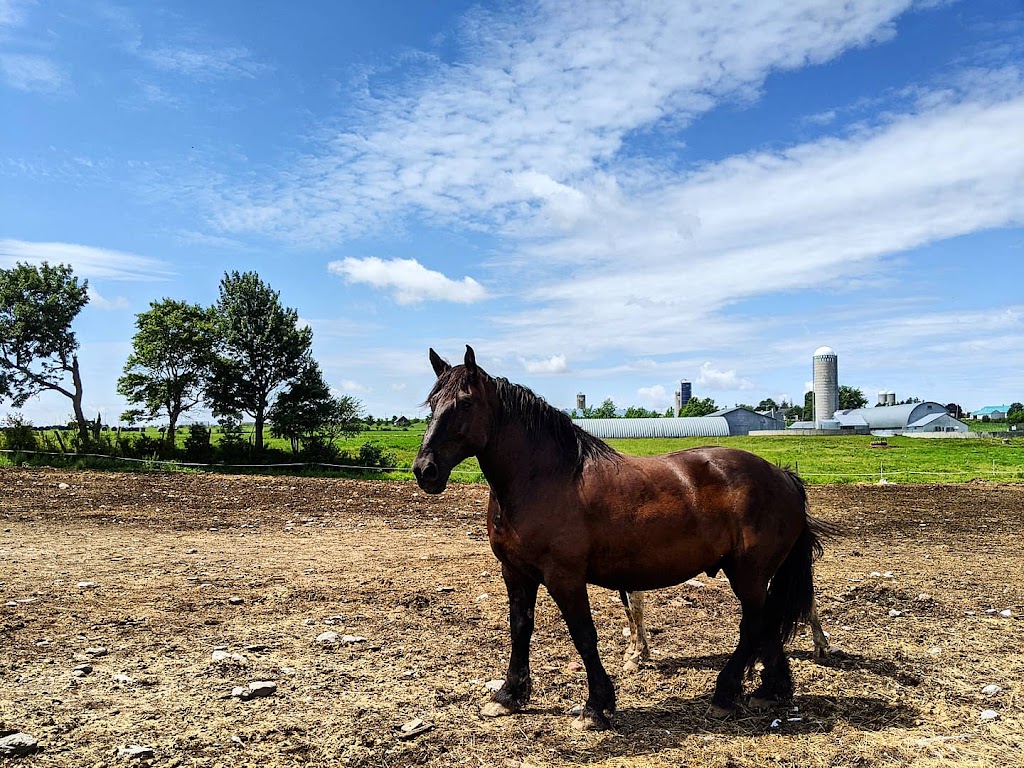 Ranch BoSoleil | 532 Rang Saint-Henri, Saint-Bernard, QC G0S 2G0, Canada | Phone: (418) 209-0865