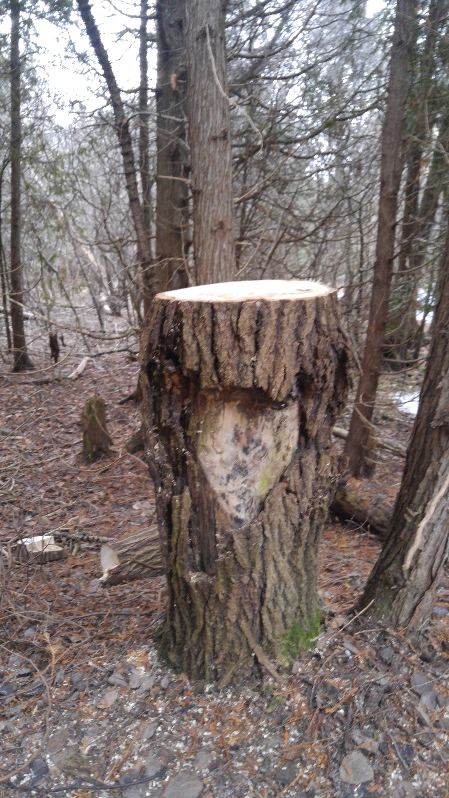 Smith Property Loop Hiking Trail | Smith Property Loop, Puslinch, ON N1L 1L1, Canada