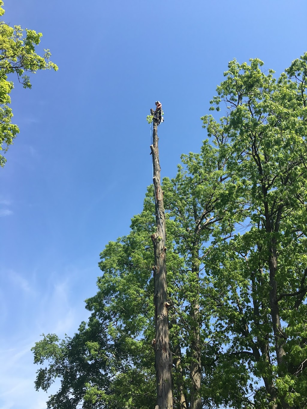 CLC Tree Services Ltd | 7024 Kerr Rd, London, ON N6N 1C5, Canada | Phone: (519) 685-0257