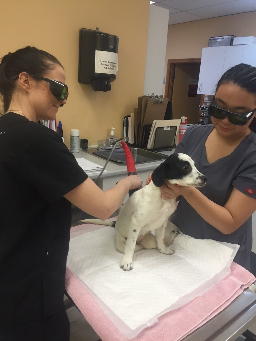 Newmarket Animal Hospital | 340 Eagle St W, Newmarket, ON L3Y 7M9, Canada | Phone: (905) 895-2512