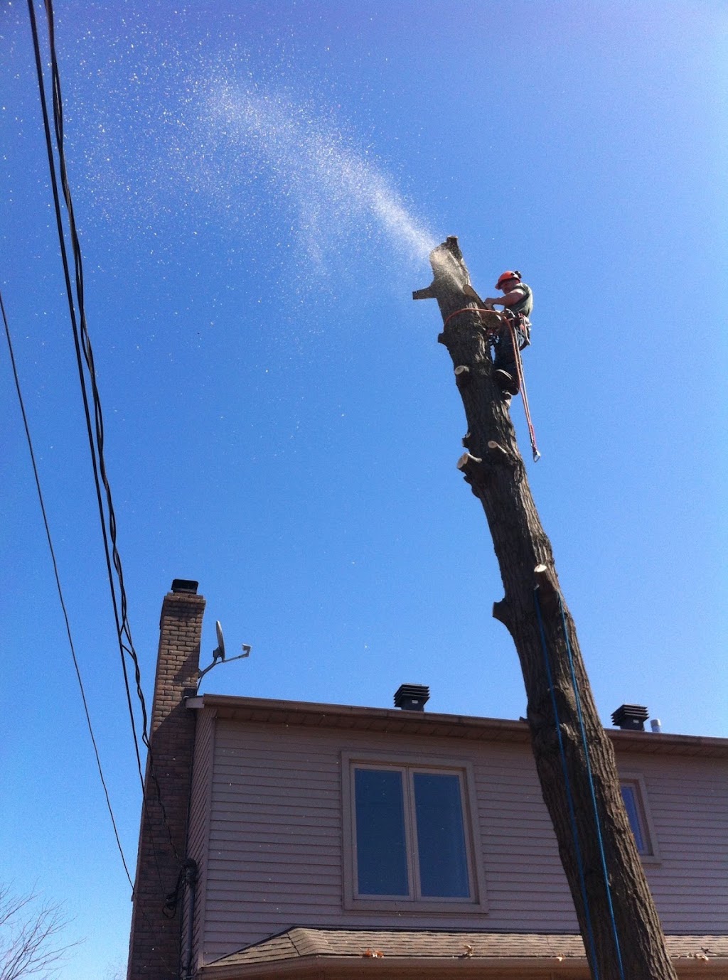 WoodRoy Tree Service | 55 Chem. Alpino, Morin-Heights, QC J0R 1H0, Canada | Phone: (450) 822-9530