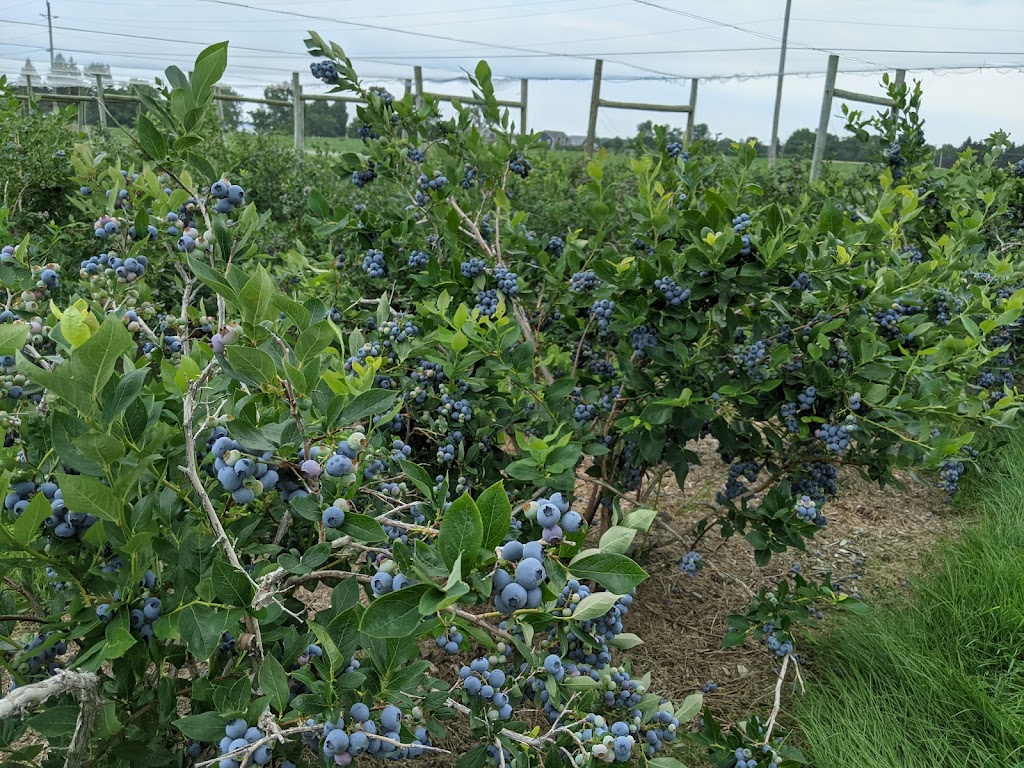 The Blueberry Patch - Field #2 | Prince Edward, ON K0K 2T0, Canada | Phone: (613) 476-1309